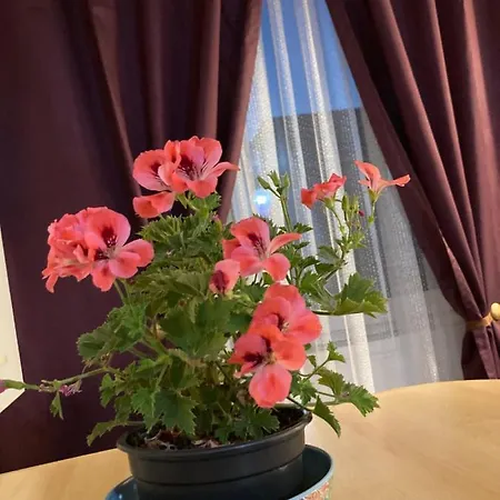 Διαμέρισμα Royal National Arena - Free Parking