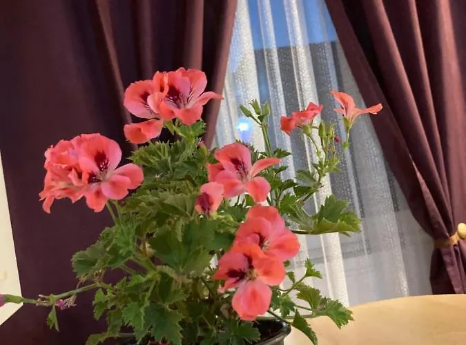 Appartement Royal National Arena - Free Parking